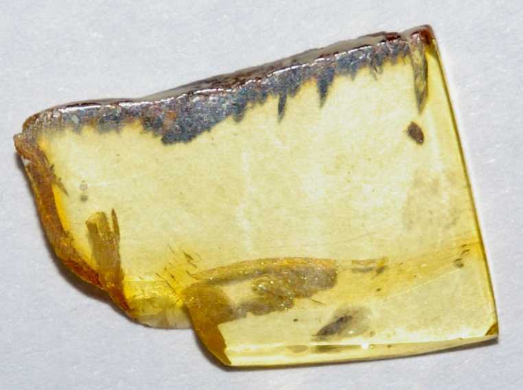 fossil Trip, Thysanoptera