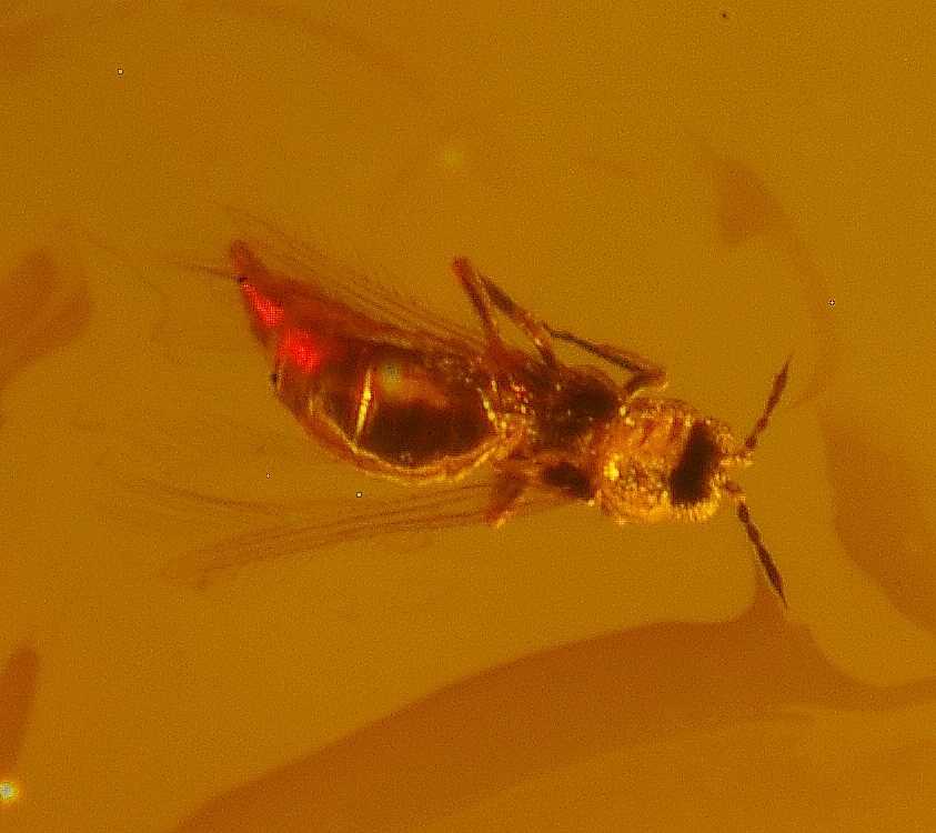 fossil Trip, Thysanoptera