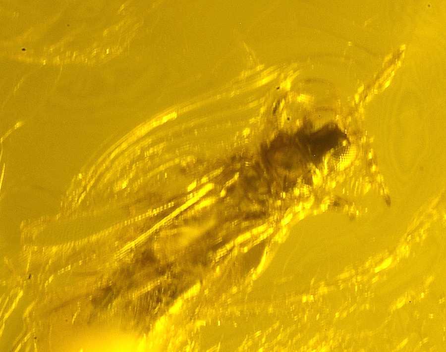 fossil Trip, Thysanoptera