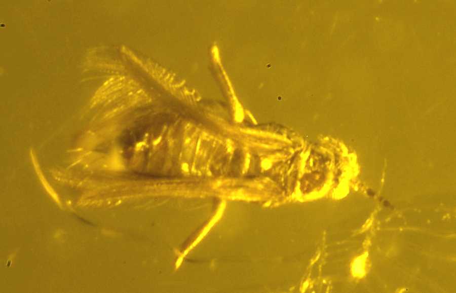 fossil Trip, Thysanoptera
