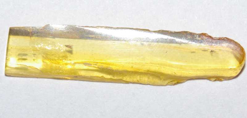 fossil Trip, Thysanoptera