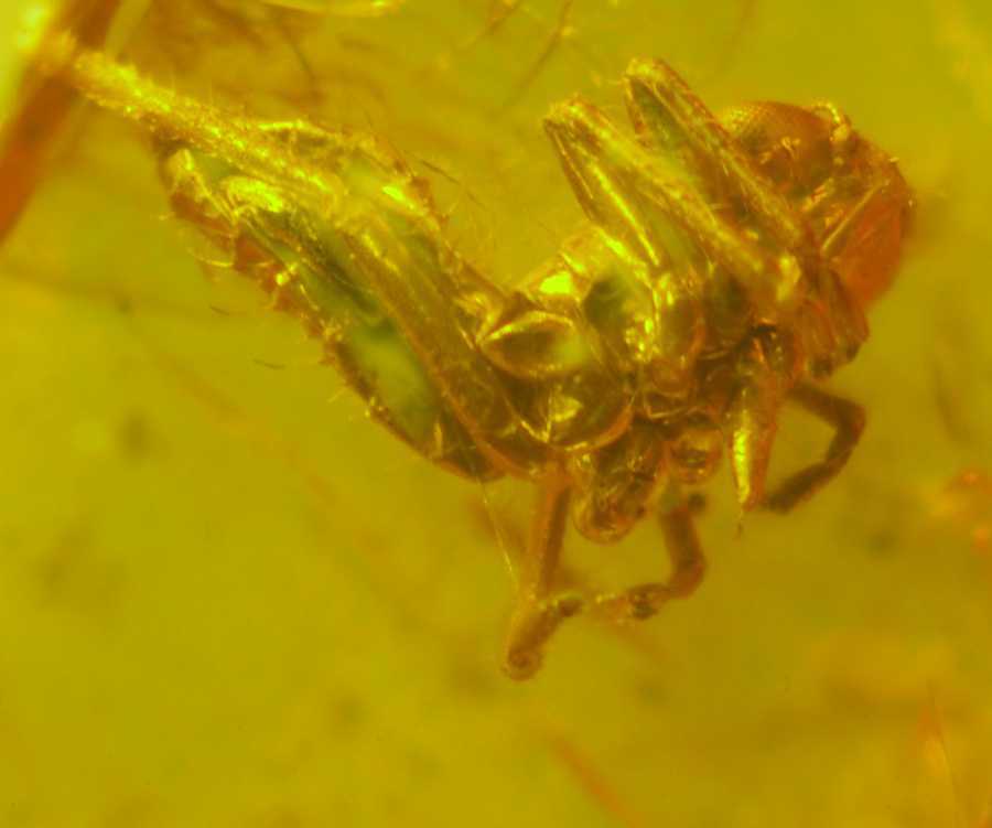 fossil Cicada nymph