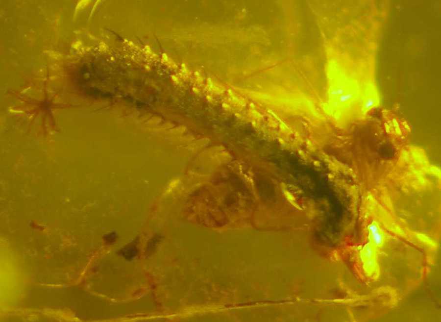 inclusion in genuine baltic amber