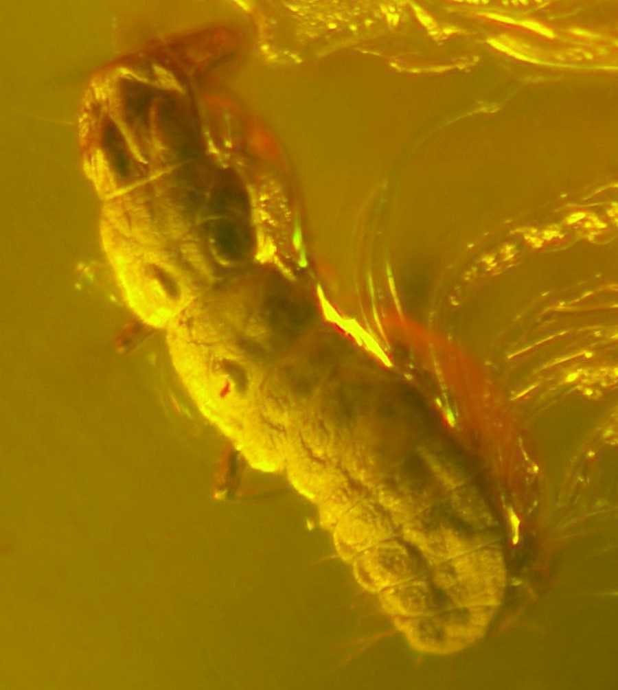 inclusion in genuine baltic amber