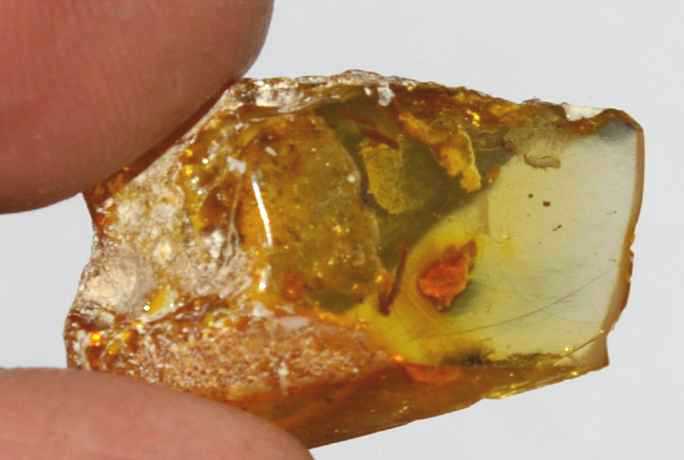 Fossil larve in genuine baltic amber