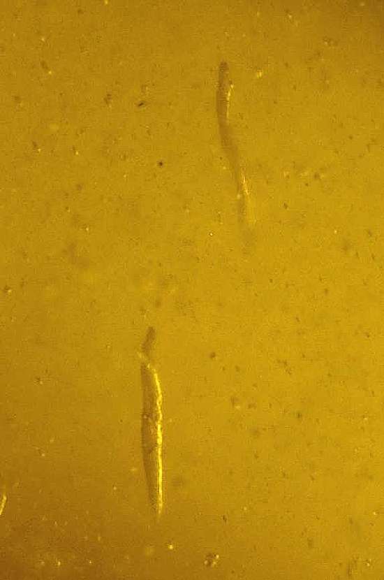 Fossil worms in genuine Baltic amber