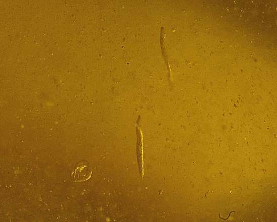 Fossil worms in genuine Baltic amber