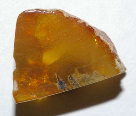 Fossil worms in genuine Baltic amber