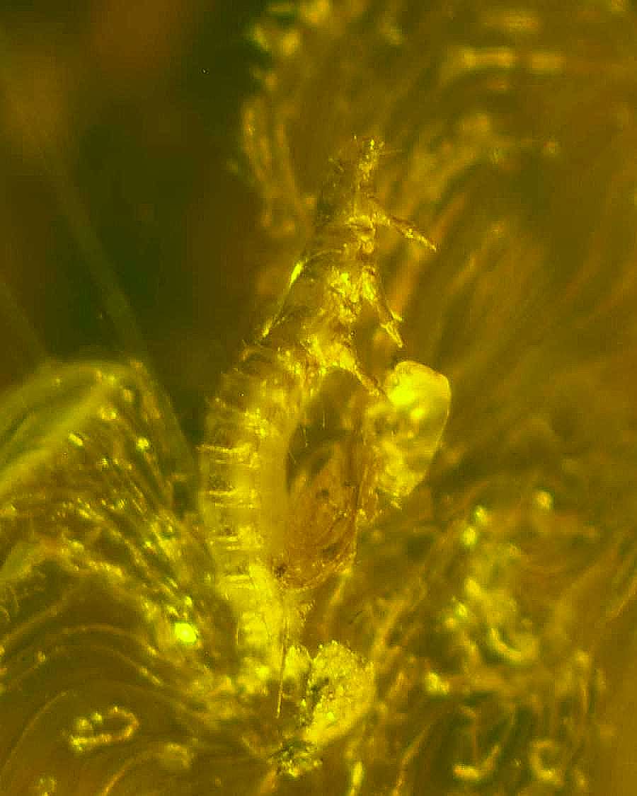 Fossil larvae in genuine Baltic amber