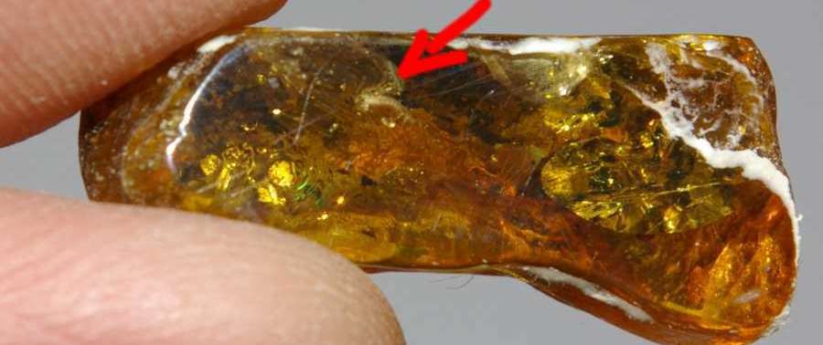 Fossil larvae in genuine Baltic amber