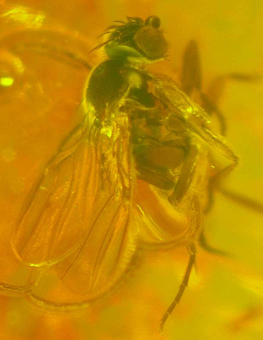 Phoridae inclusion in amber Baltic.jpg