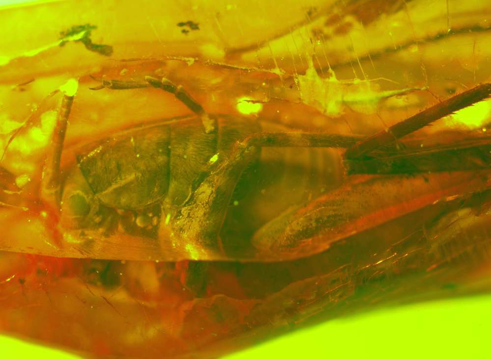 Fossil cricket in genuine Baltic amber