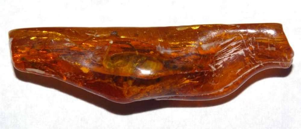 Fossil cricket in genuine Baltic amber