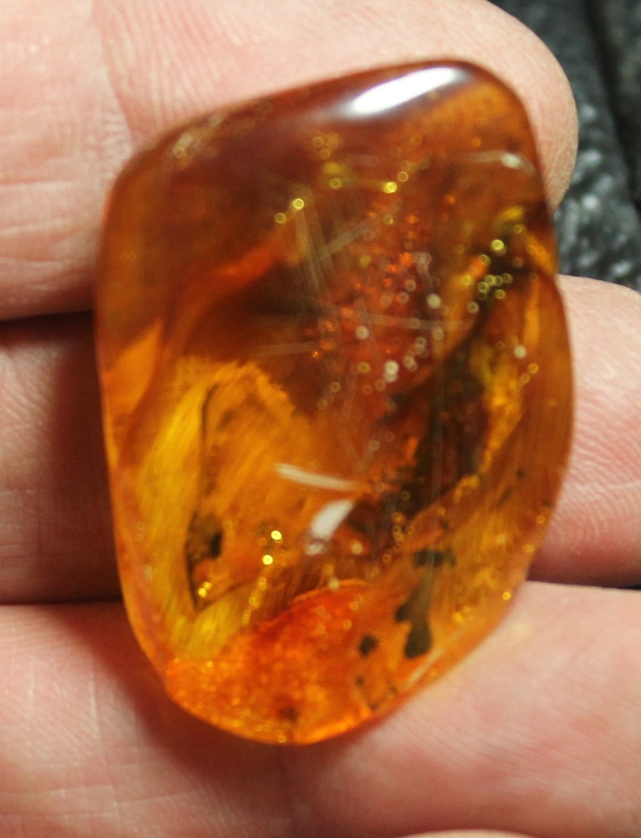 inclusions in Baltic amber