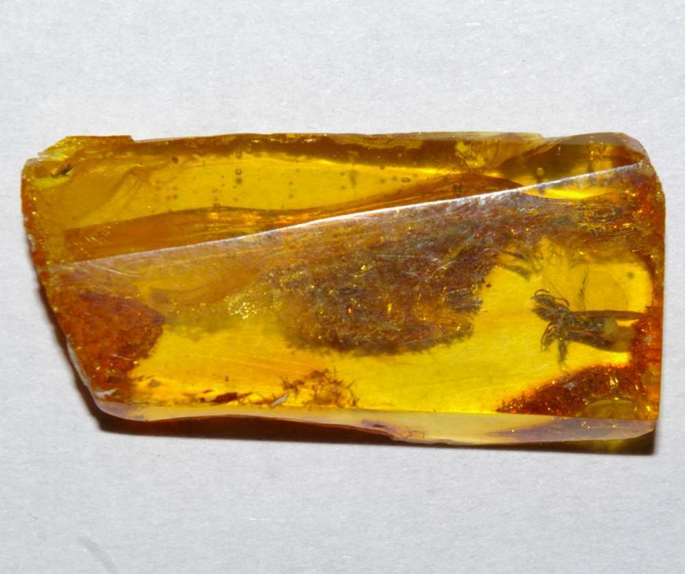 fossil ant in amber