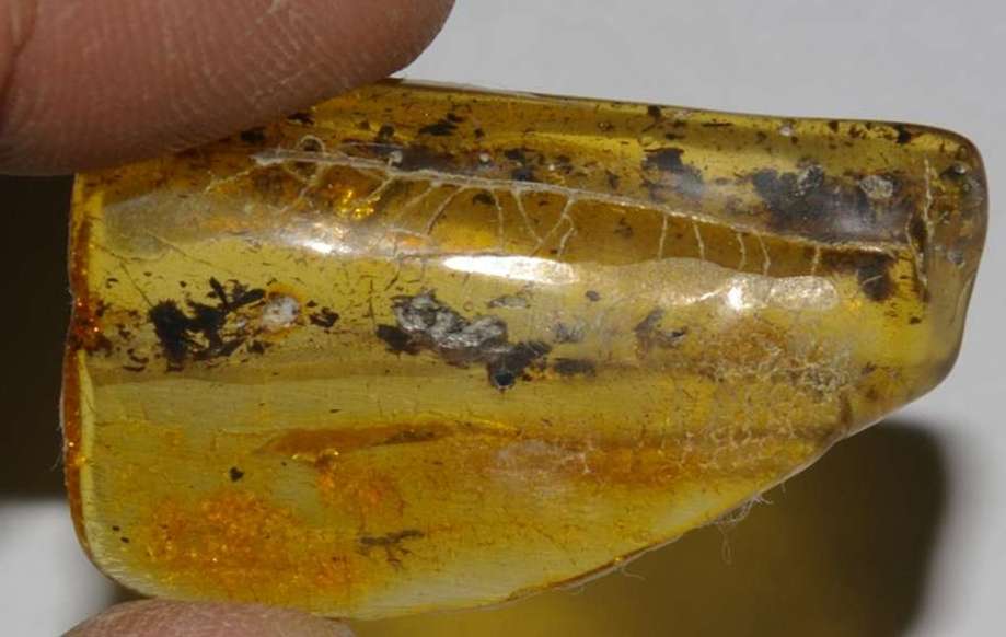 formicidae in amber