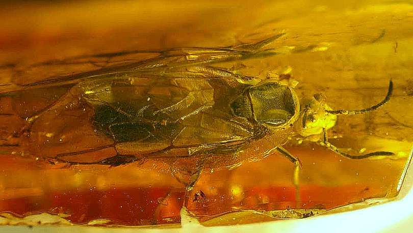 fossil ant