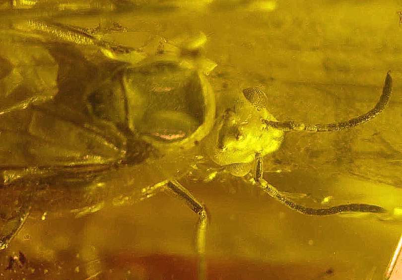 Fossil winged ant in amber