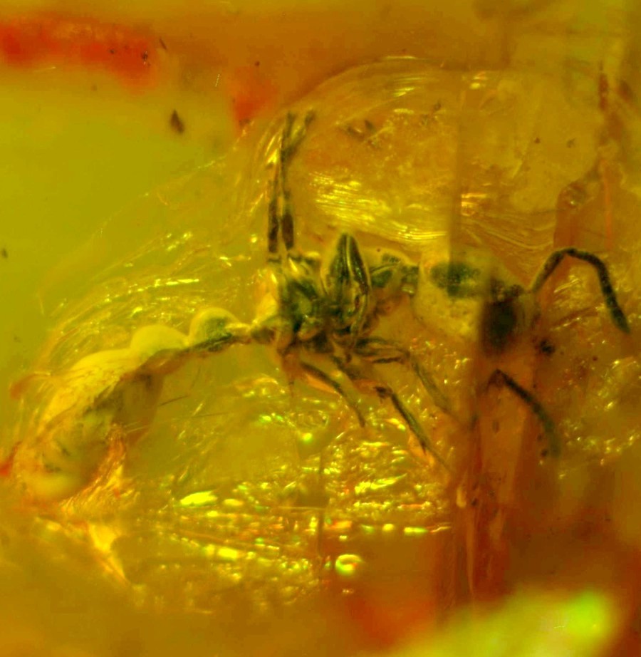 fossil ant Myrmicinae
