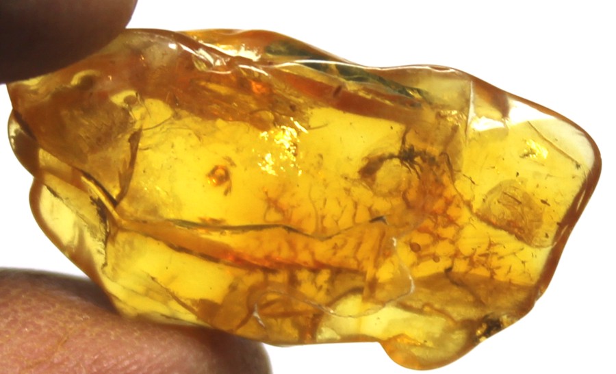 formicidae in amber