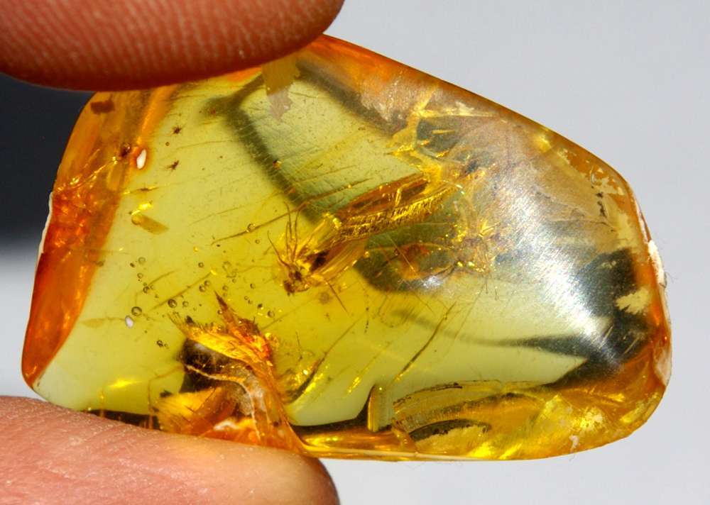 fossil amber