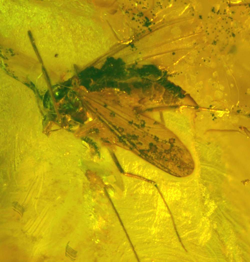 insect in baltic amber 