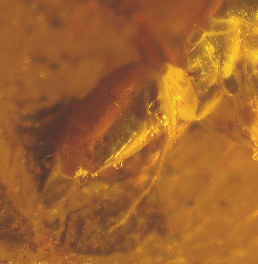 Baltischem Bernstein
