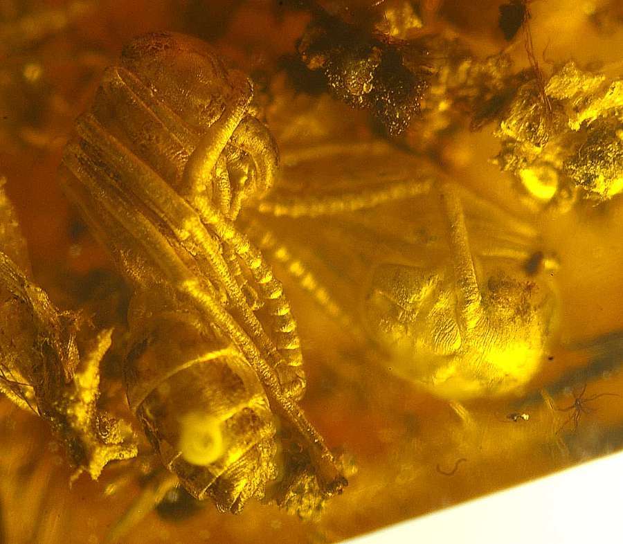 Fossil Larve Ant
