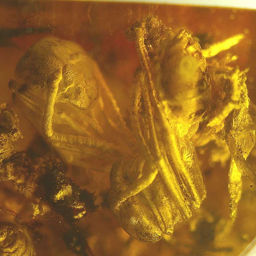 Fossil Larve Ant