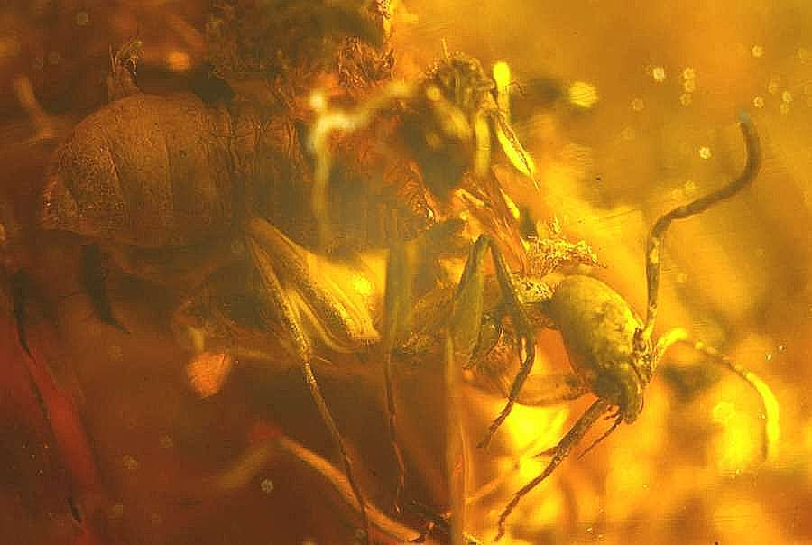 Fossil Larve Ant