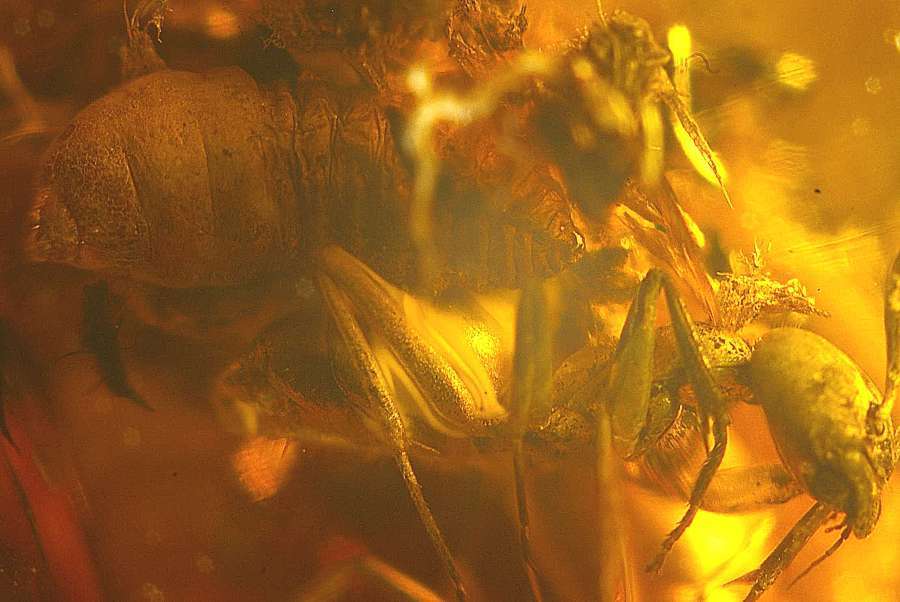 Fossil Larve Ant