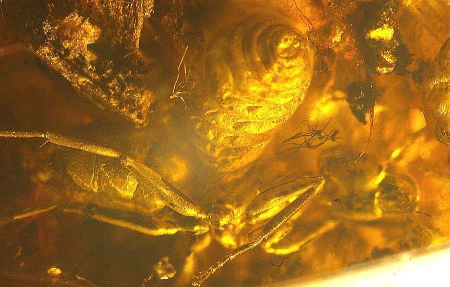 Fossil Larve Ant