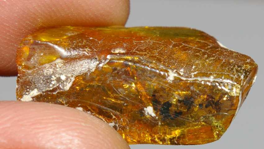 Fossil Ant in amber