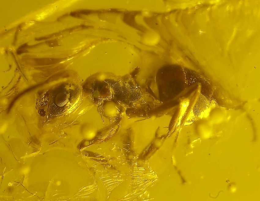 Fossil Ant