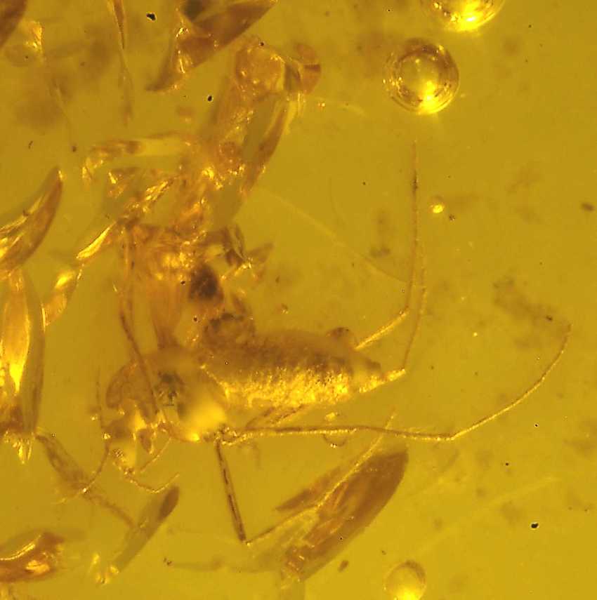 Fossil fly in amber