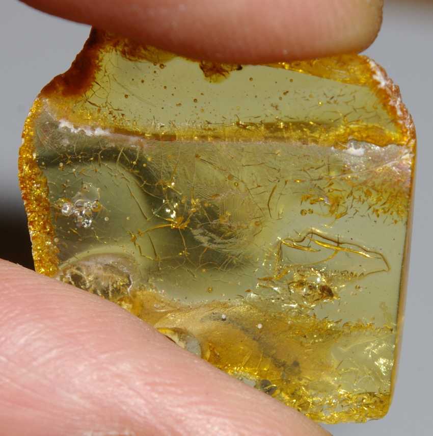 Fossil Ant