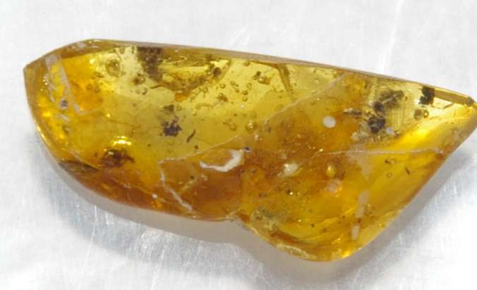 Fossil Ant in amber