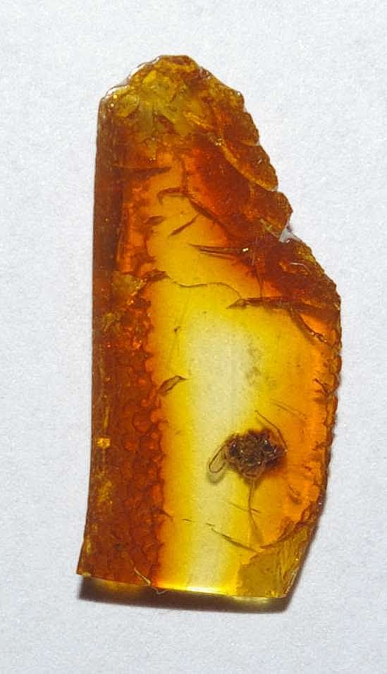 Fossil Ant in amber