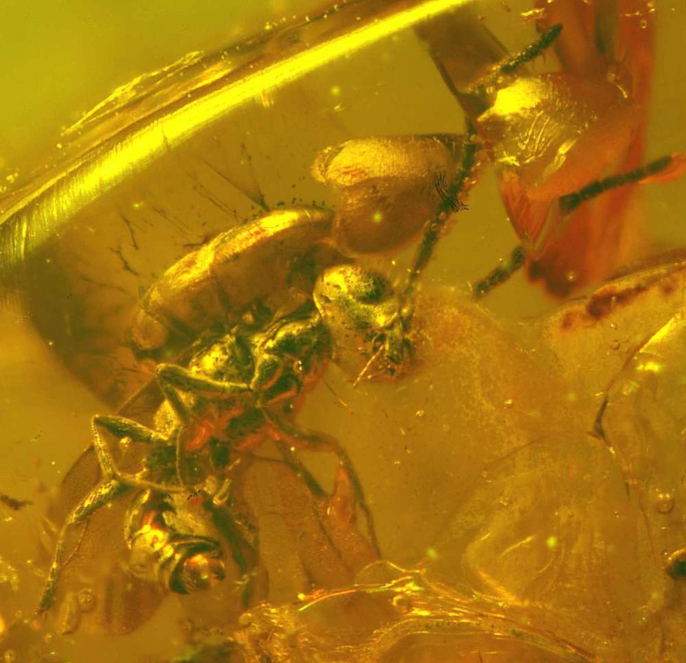 Insekten in Baltischem Bernstein