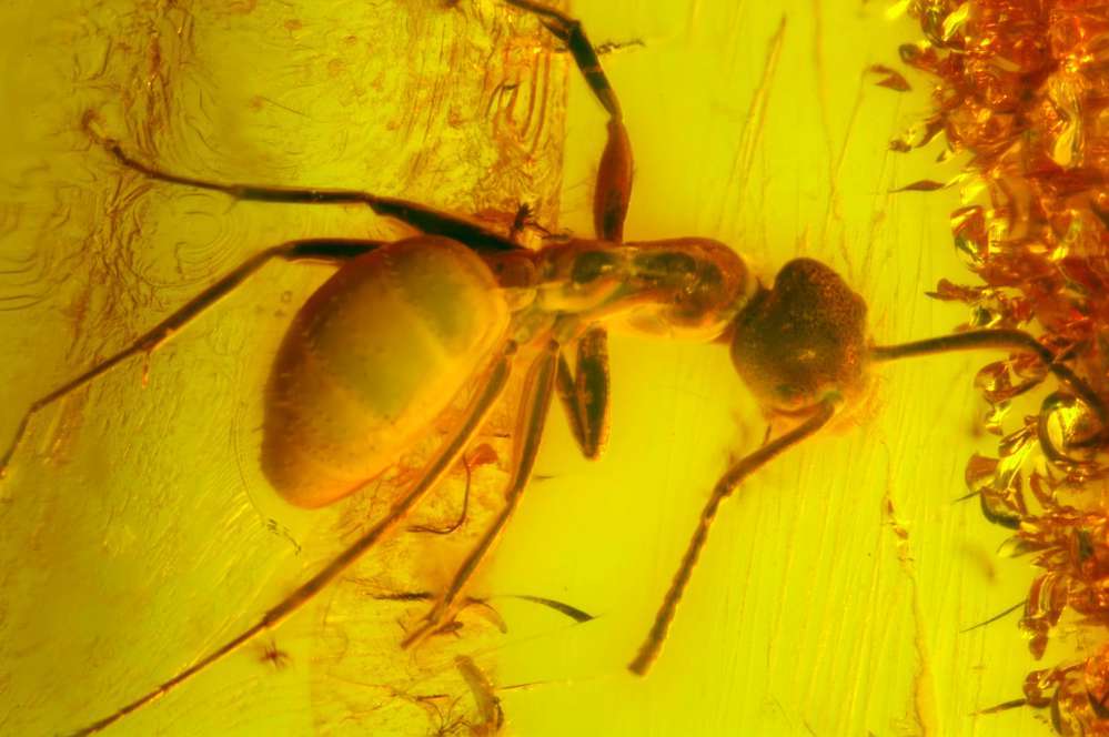 Insekten in Baltischem Bernstein