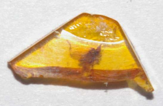 Fossil drain fly in amber Baltic