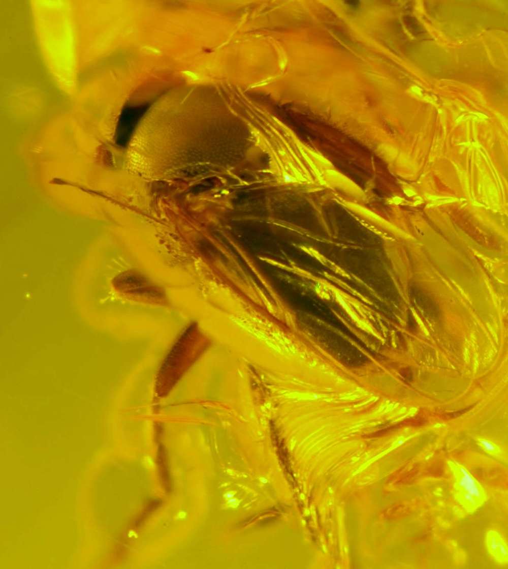 fossils insects in amber