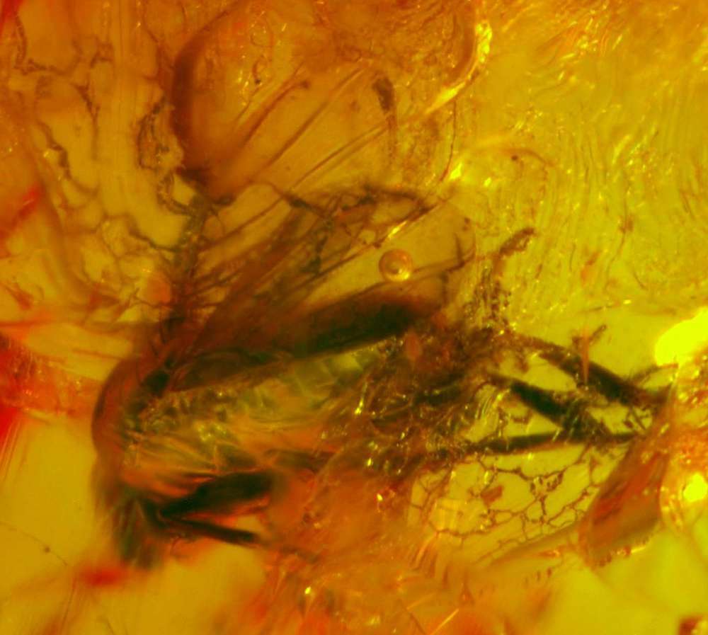 fossils insects in amber