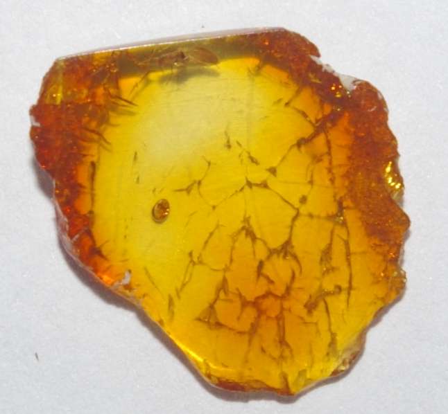 Fossil fly in genuine Baltic amber
