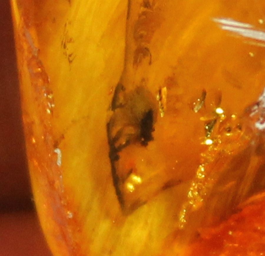 Fly in Baltic amber