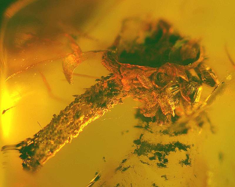 fossil flower in genuine Baltic amber