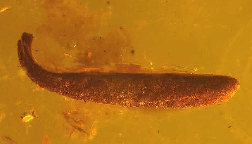 fossil plant leaf in Baltic amber