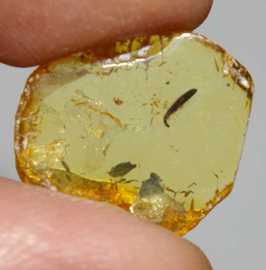 rare inclusions leaf