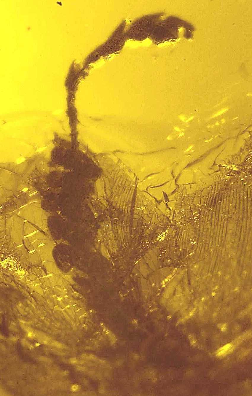 fossil plant in Baltic amber