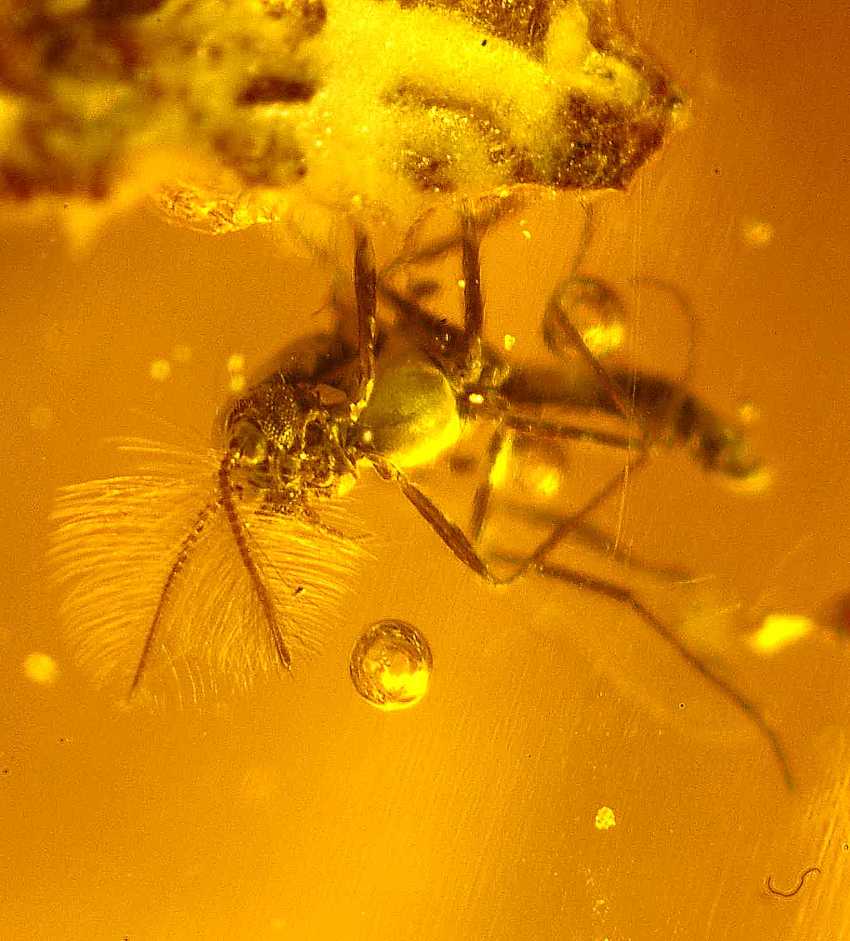fossil fly